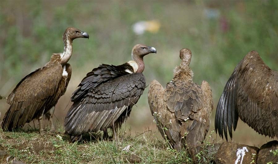 Vulture Counting Begins in Kanchanpur on 16th International Vulture Awareness Day