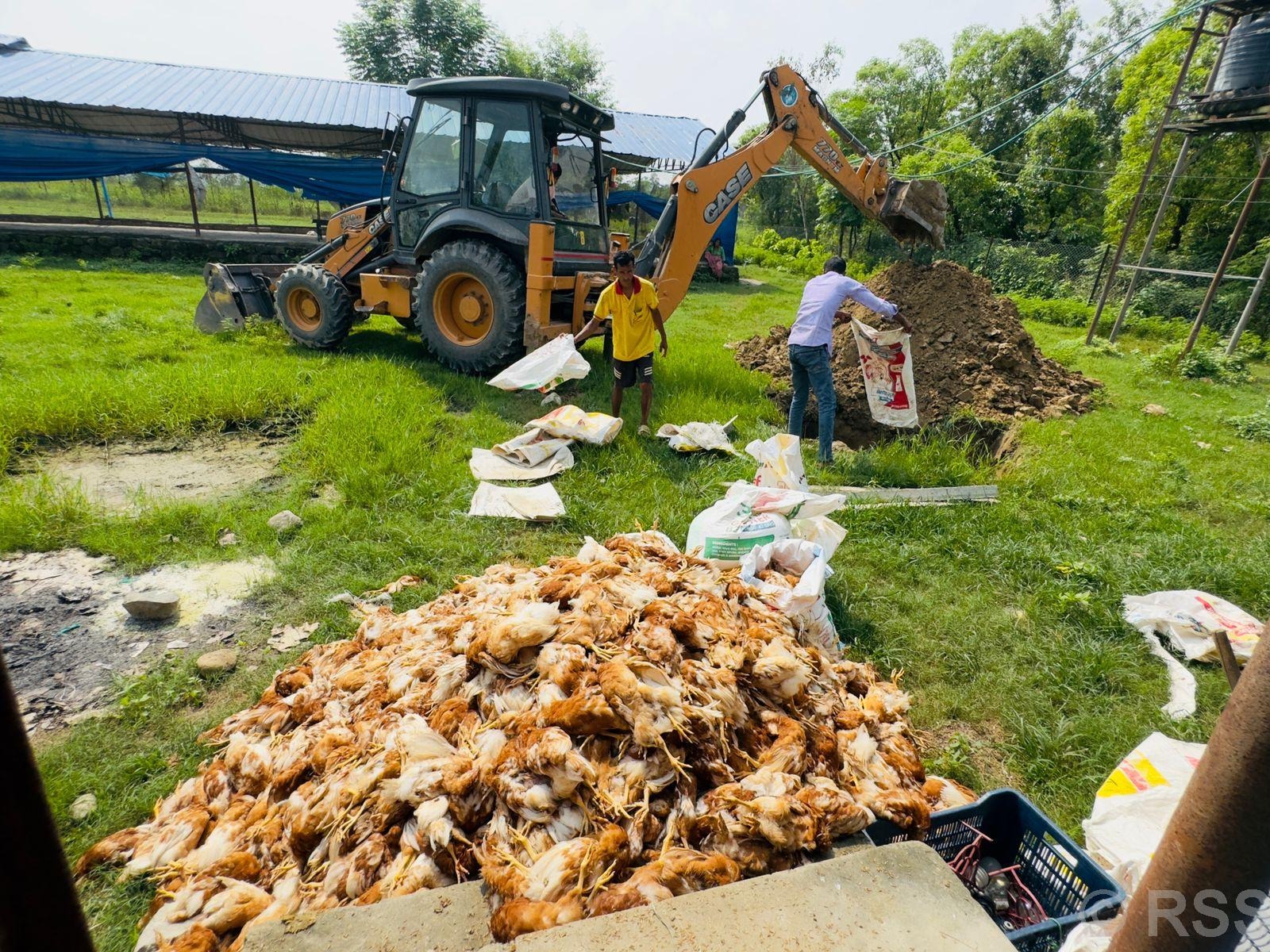 Gamboro Disease Claims Over 5,000 Chickens in Kailali, Leaving Farmer Devastated