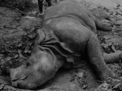 6 Rhinos Found Dead in Chitwan National Park in Three Months