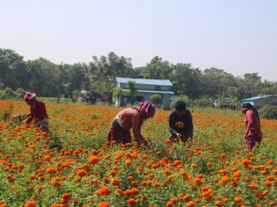 Kathmandu Prepares 35 Locations for Flower Sales During Tihar