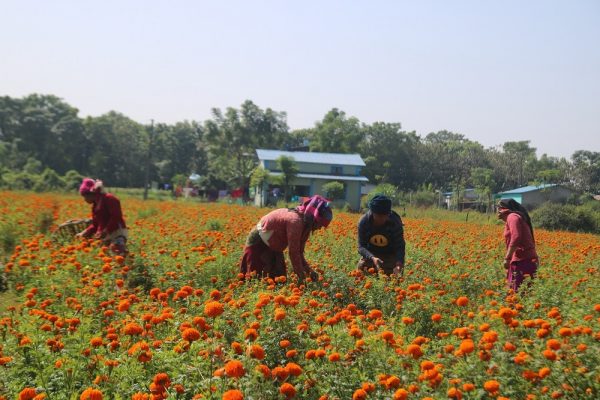 Kathmandu Prepares 35 Locations for Flower Sales During Tihar