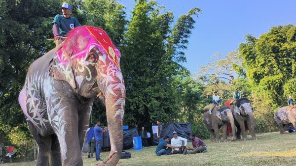 ‘Bijuli Kali’ Crowned Winner of Elephant Beauty Contest at Sauraha Festival