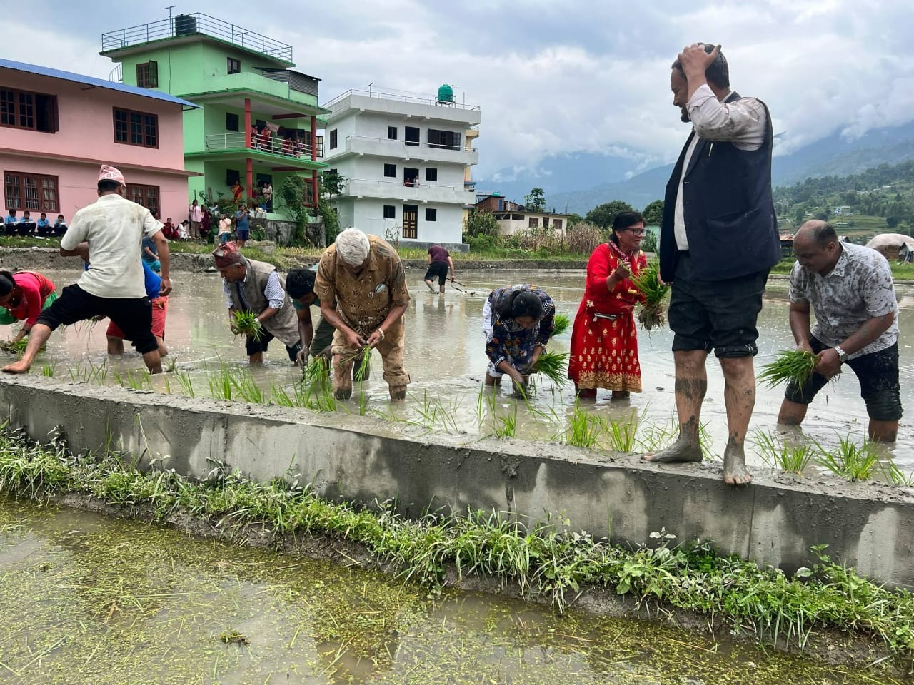 Arjun Narsingh KC Joins Farmers in Paddy Planting on National Rice Day