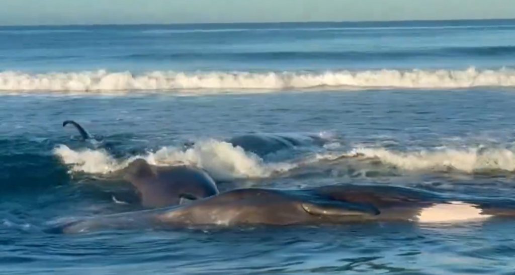 Pacific Tsunami Triggers Global Alerts After Russian Quake: Millions Evacuated in Japan, U.S. Coastlines on High Alert