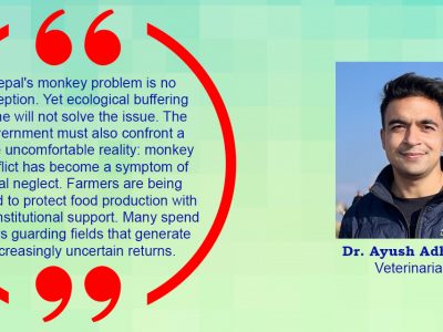 Ecological Buffering and the Future of Monkey Management in Nepal